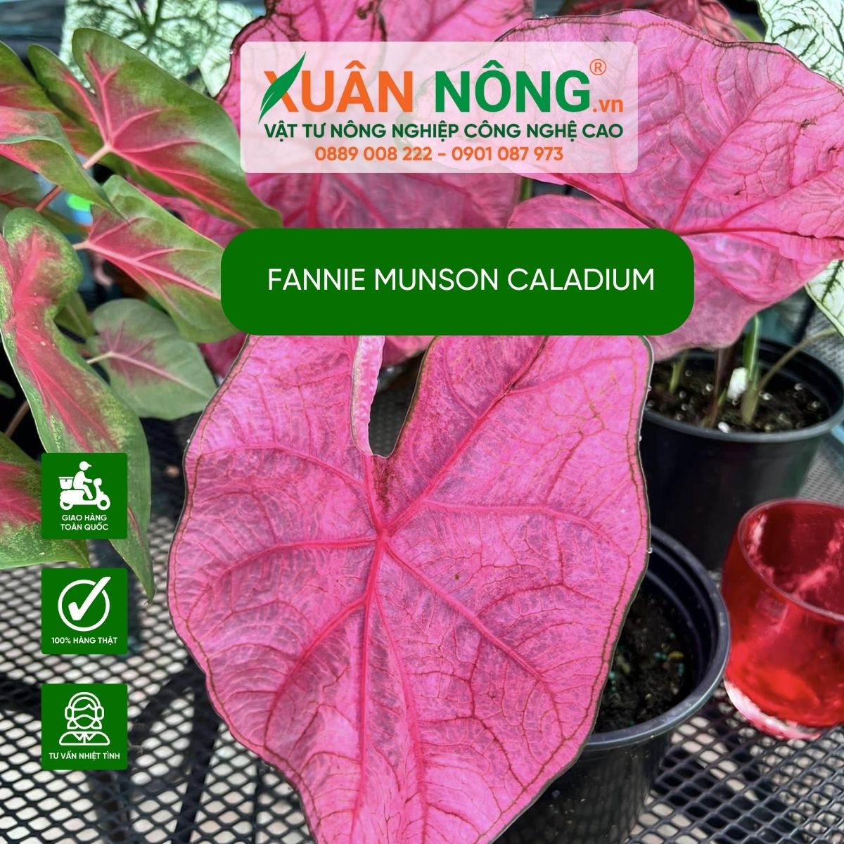 cach-trong-Fannie-Munson-Caladium