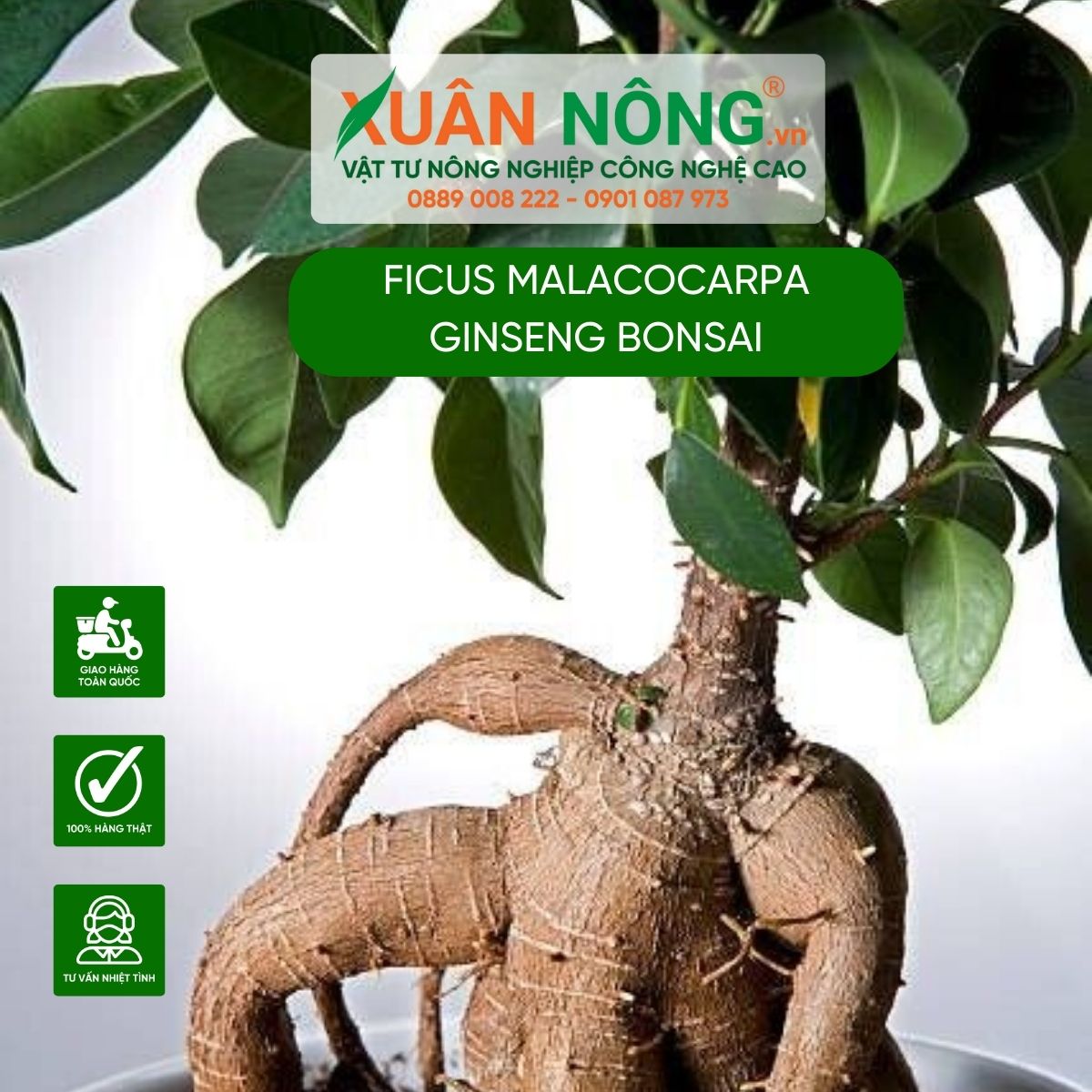 cach-trong-Ficus-malacocarpa-Ginseng-Bonsai