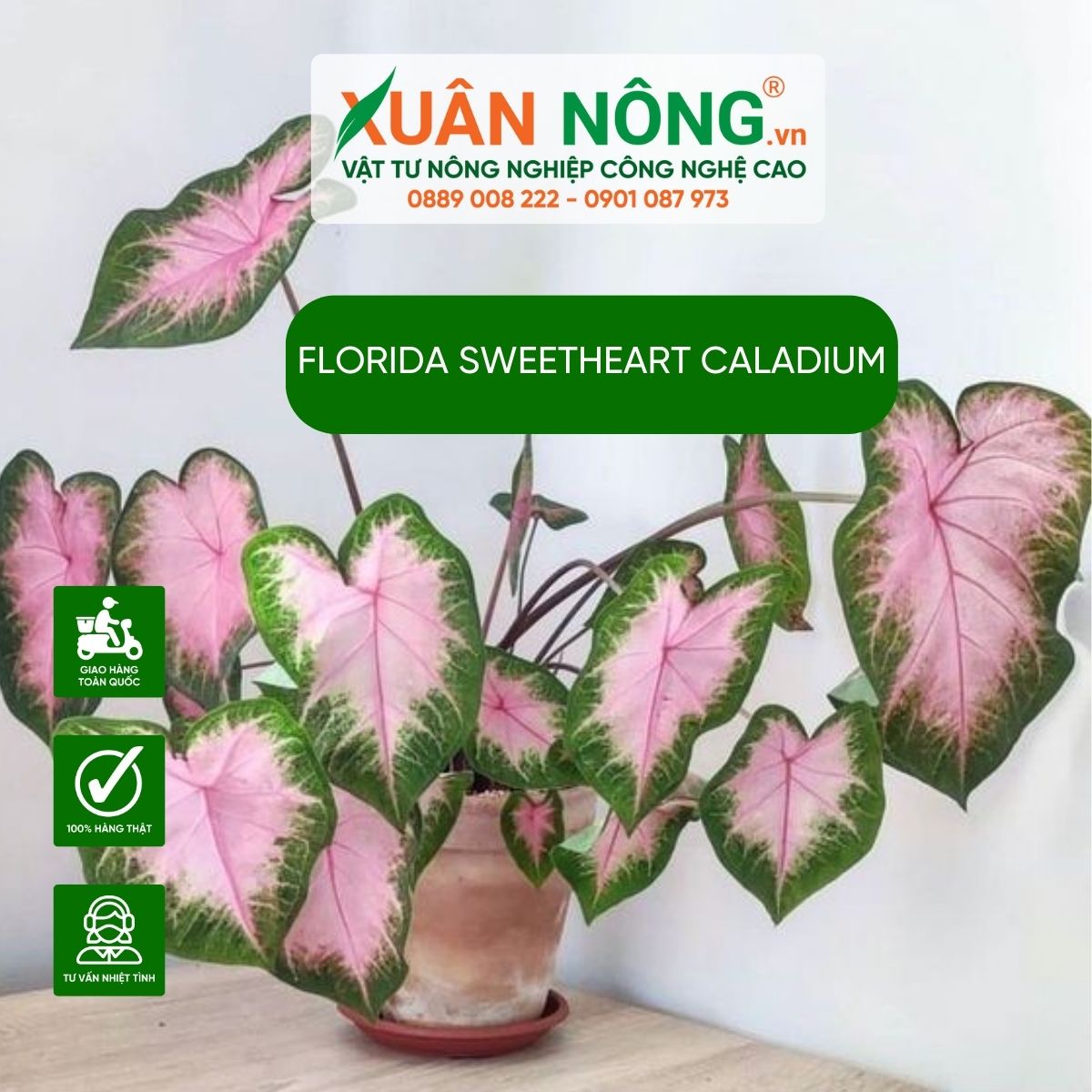 cach-trong-Florida-Sweetheart-Caladium 