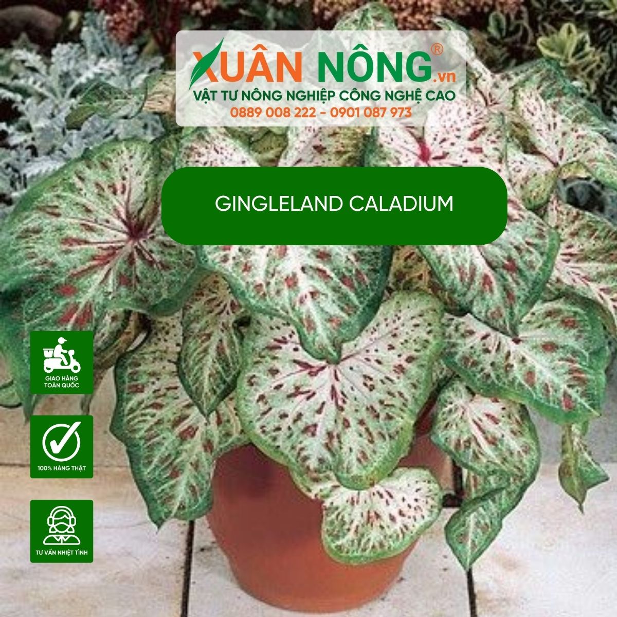 cach-trong-Gingleland-Caladium