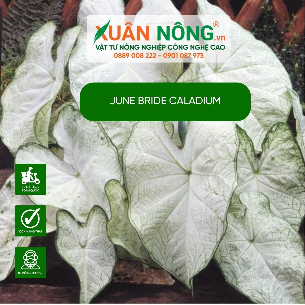 cach-trong-June-Bride-Caladium 