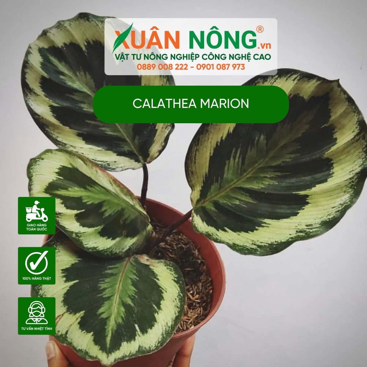 cach-trong-Marion-Calathea-Marion