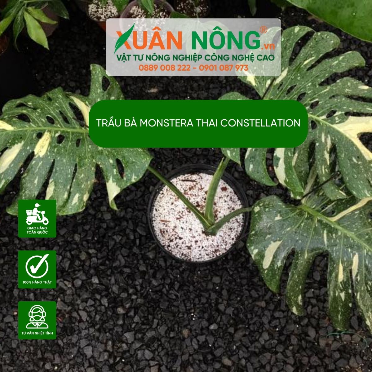 cach-trong-Monstera-Thai-constellation