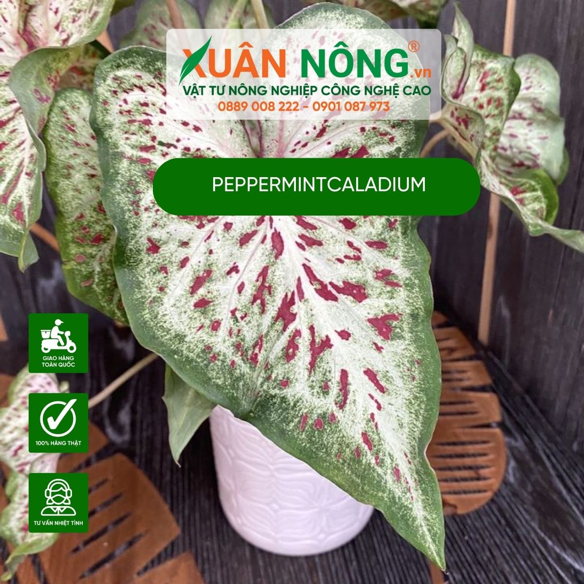 cach-trong-Peppermint-Caladium