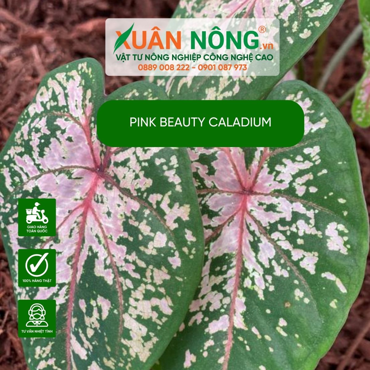 cach-trong-Pink-Beauty-Caladium