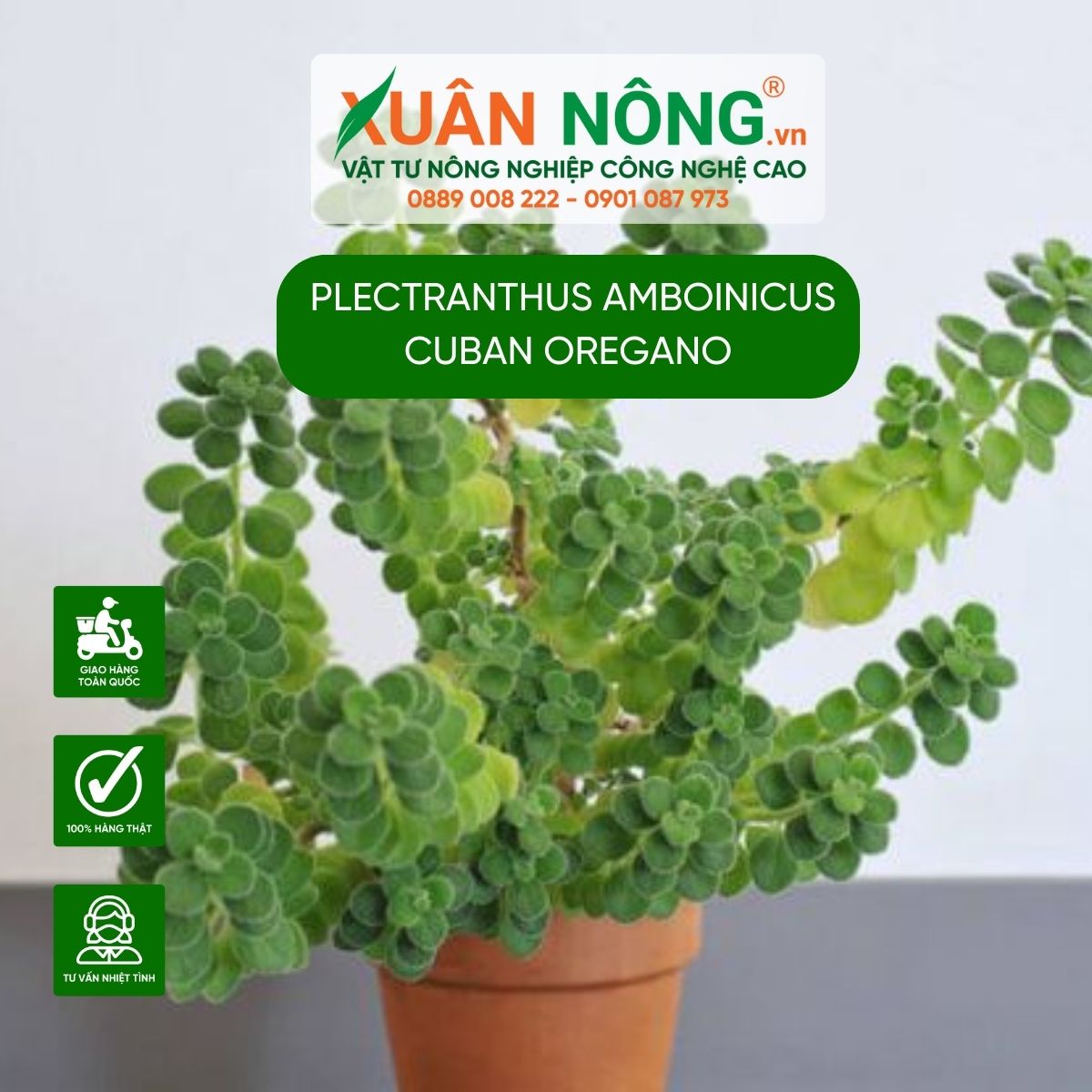 cach-trong-Plectranthus-amboinicus-Cuban-Oregano 