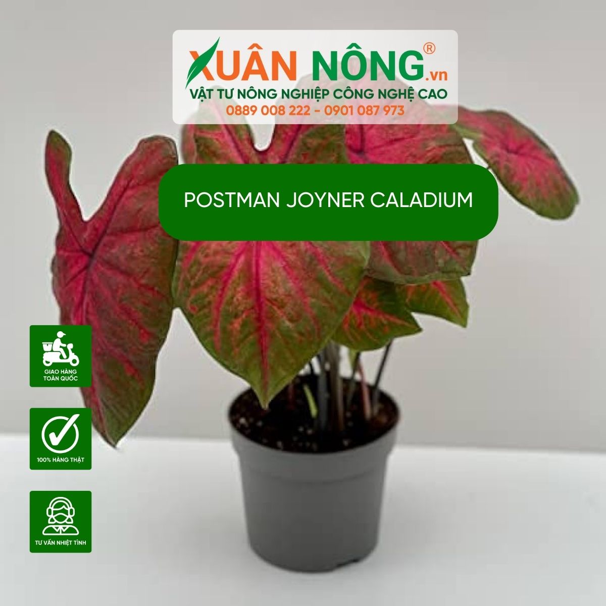 cach-trong-Postman-Joyner-Caladium