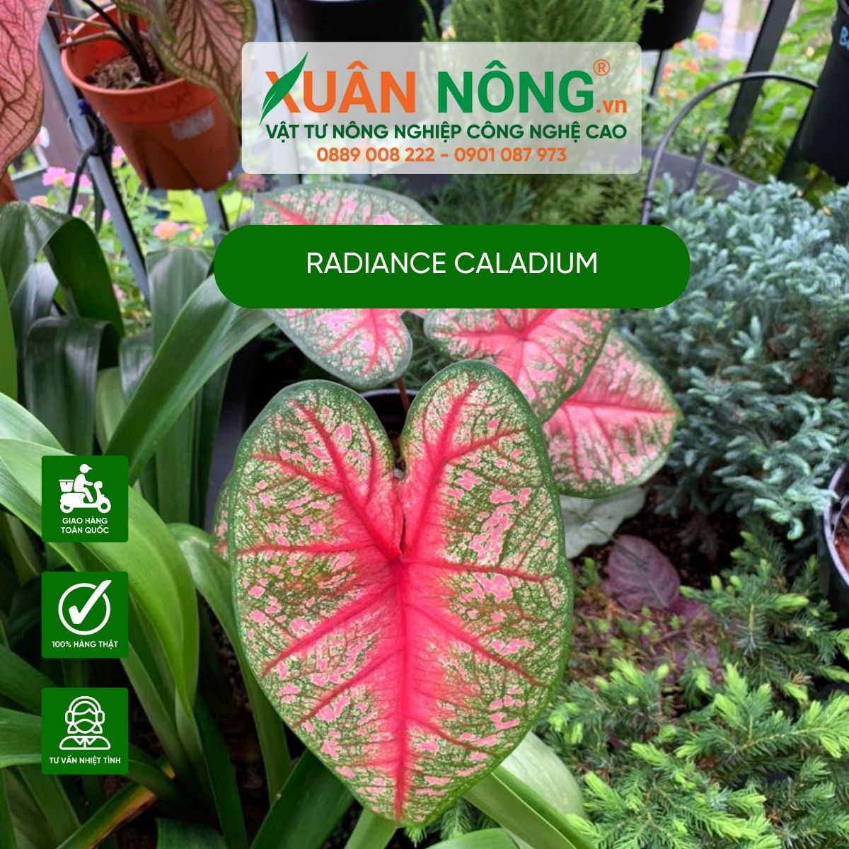 cach-trong-Radiance-Caladium