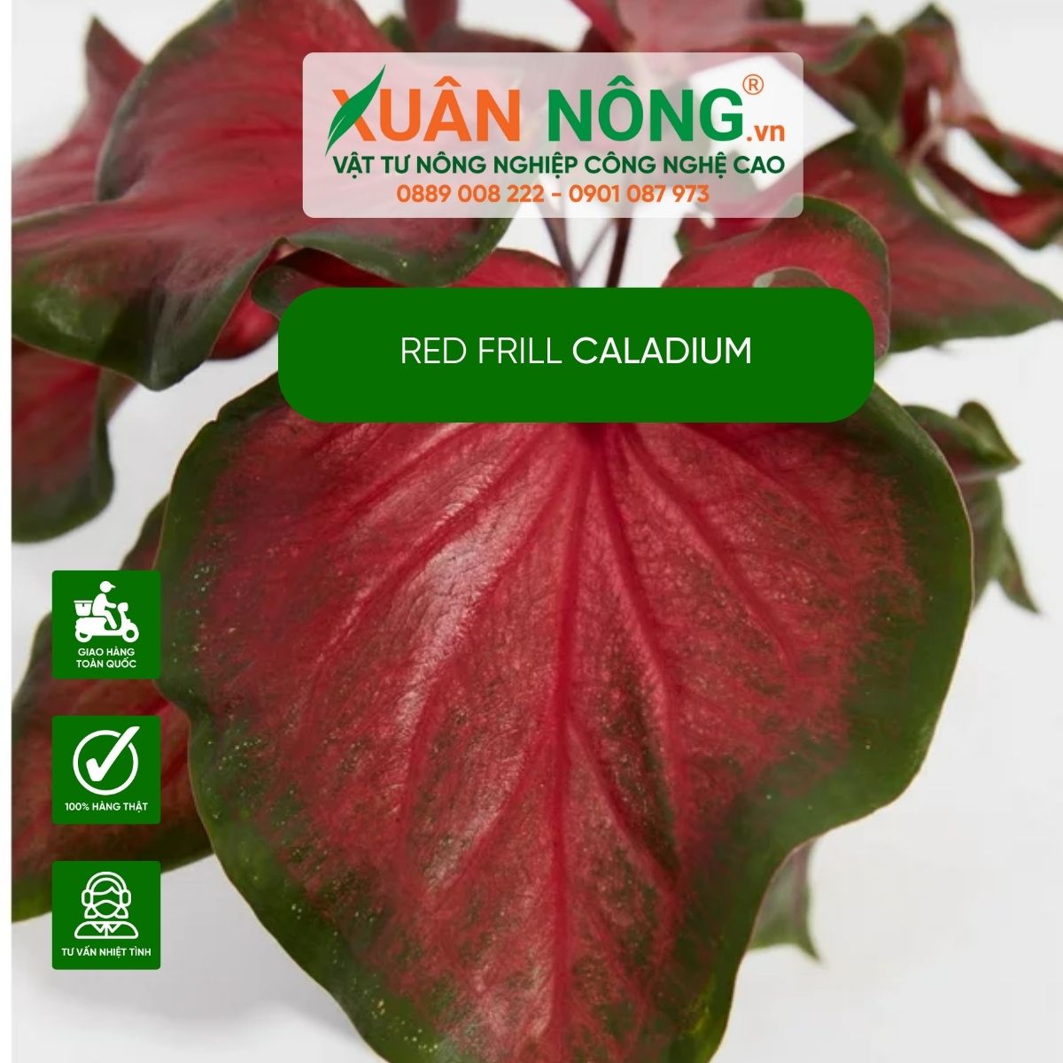 cach-trong-Red-Frill-Caladium