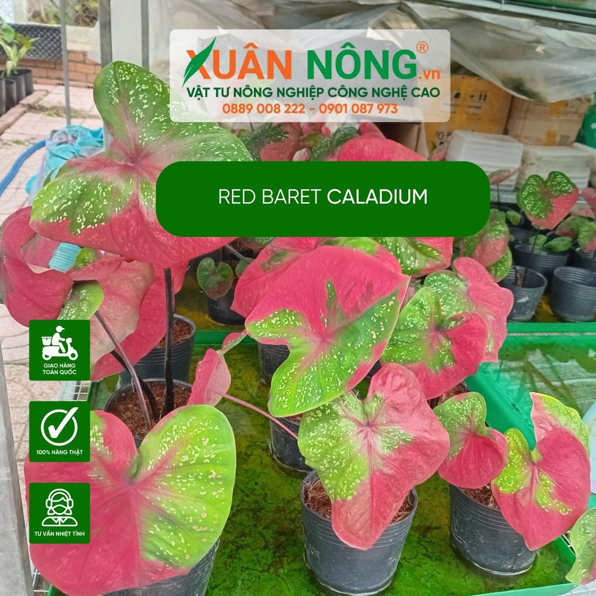 cach-trong-Red-baret-Caladium