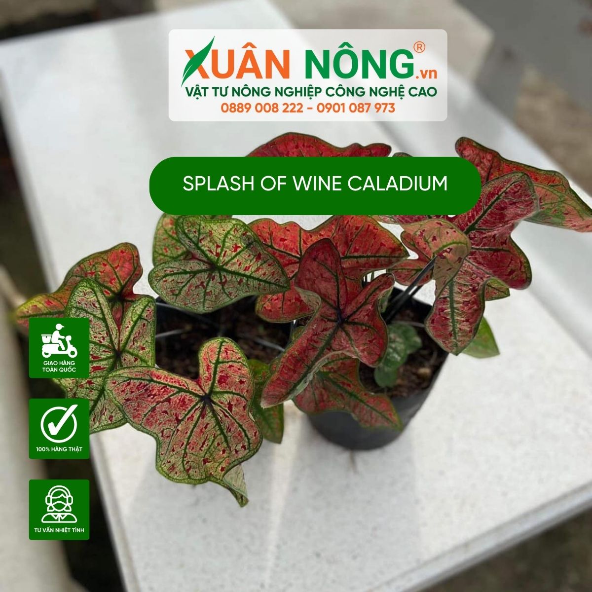 cach-trong-Splash-of-Wine-Caladium