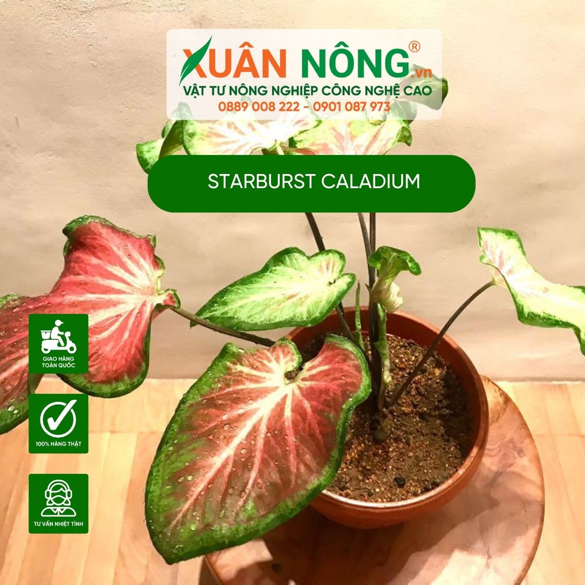 cach-trong-Starburst-Caladium