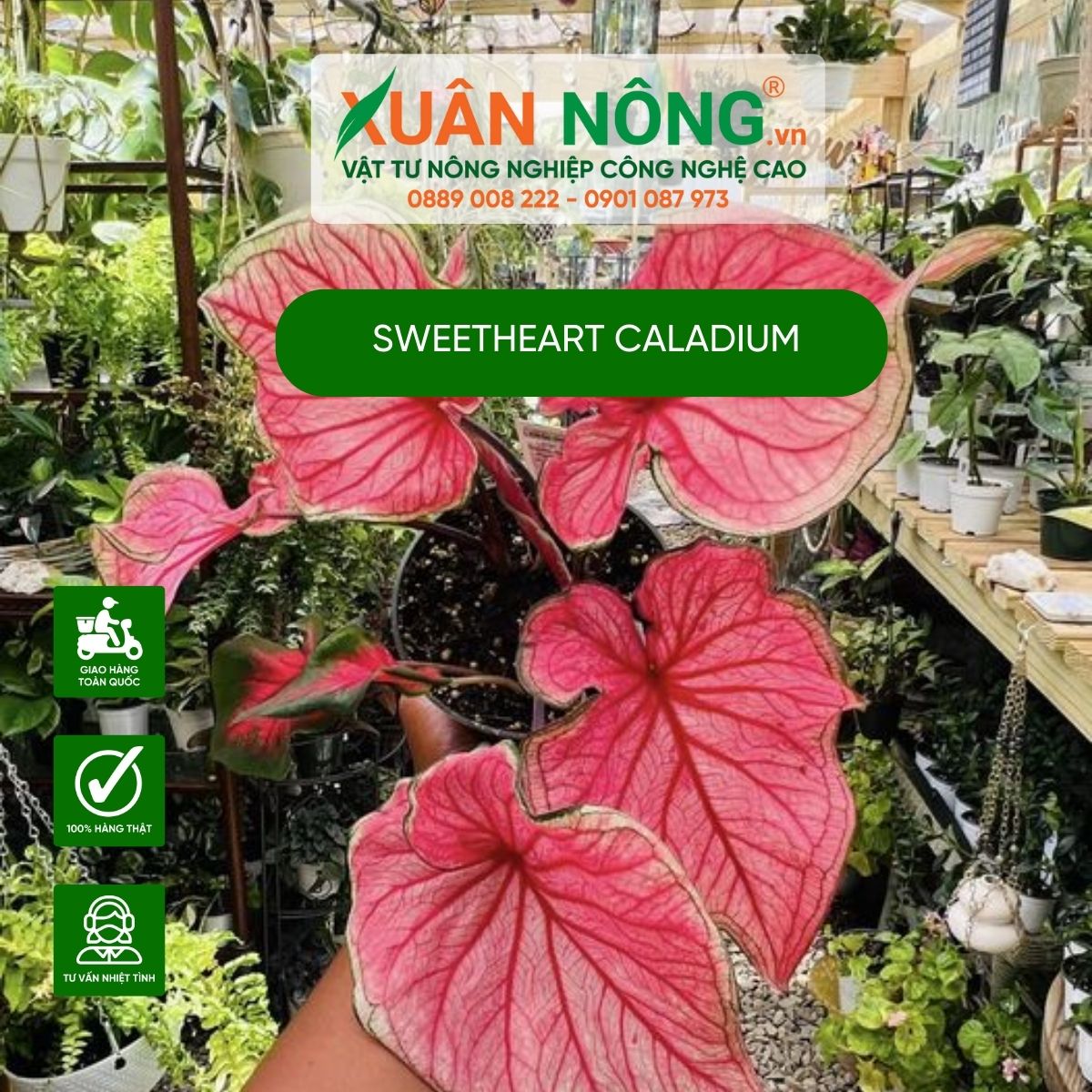 cach-trong-Sweetheart-Caladium 