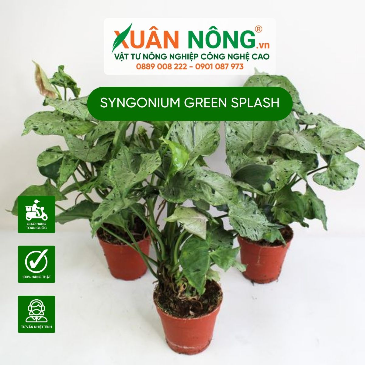 cach-trong-Syngonium-Green-Splash