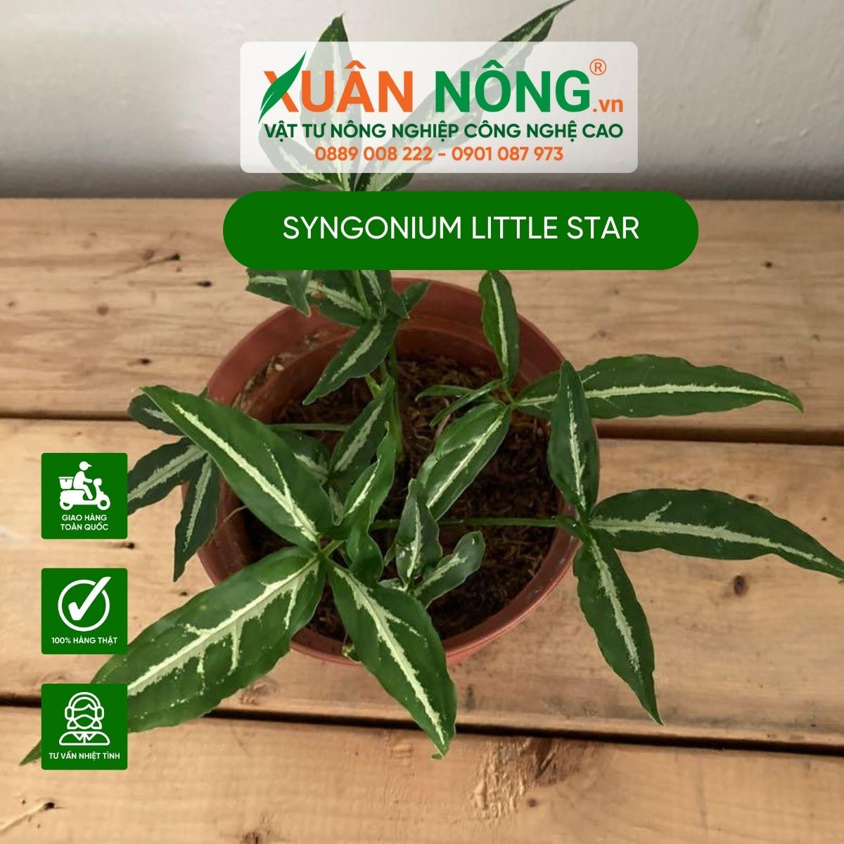 cach-trong-Syngonium-Little-Star