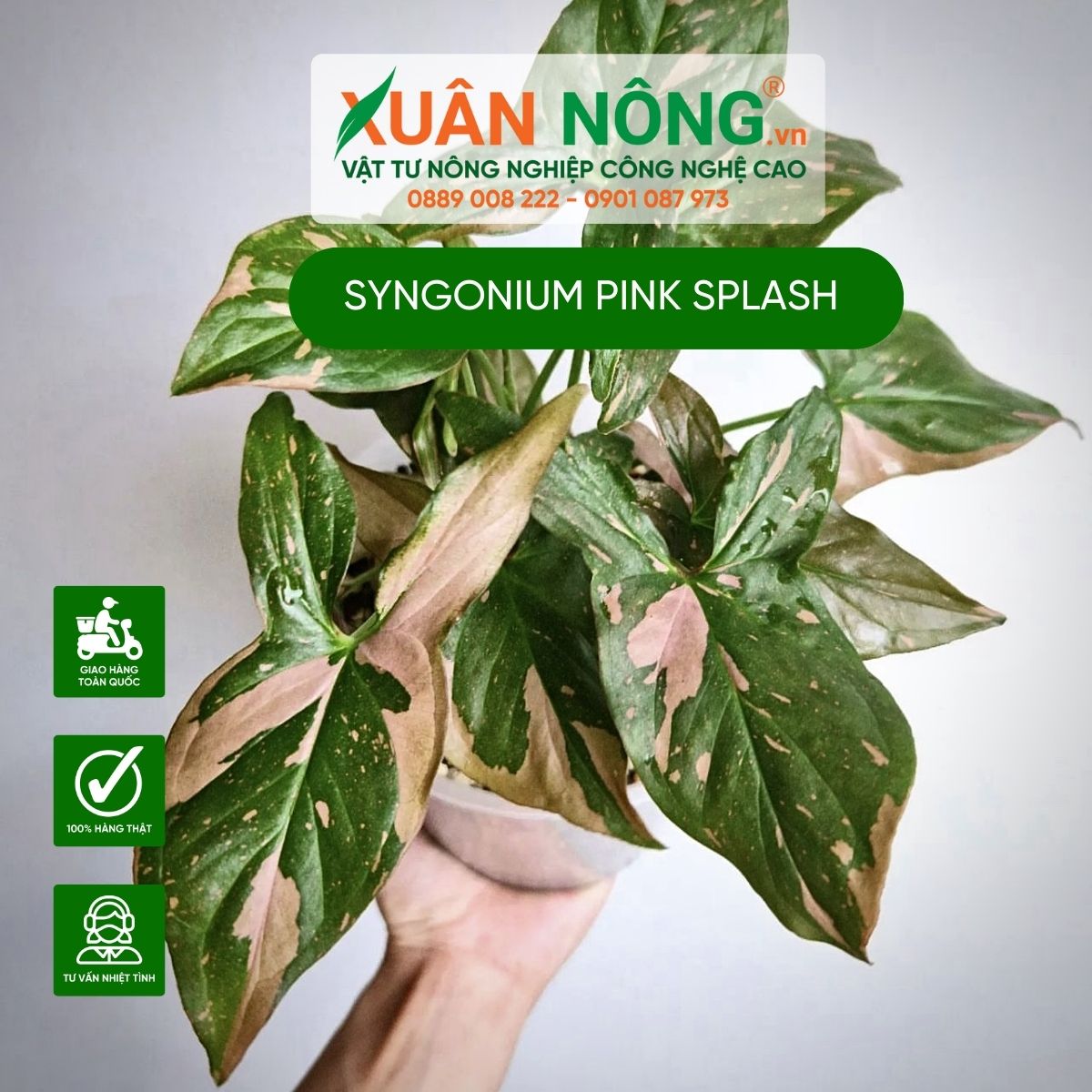 cach-trong-Syngonium-Pink-Splash