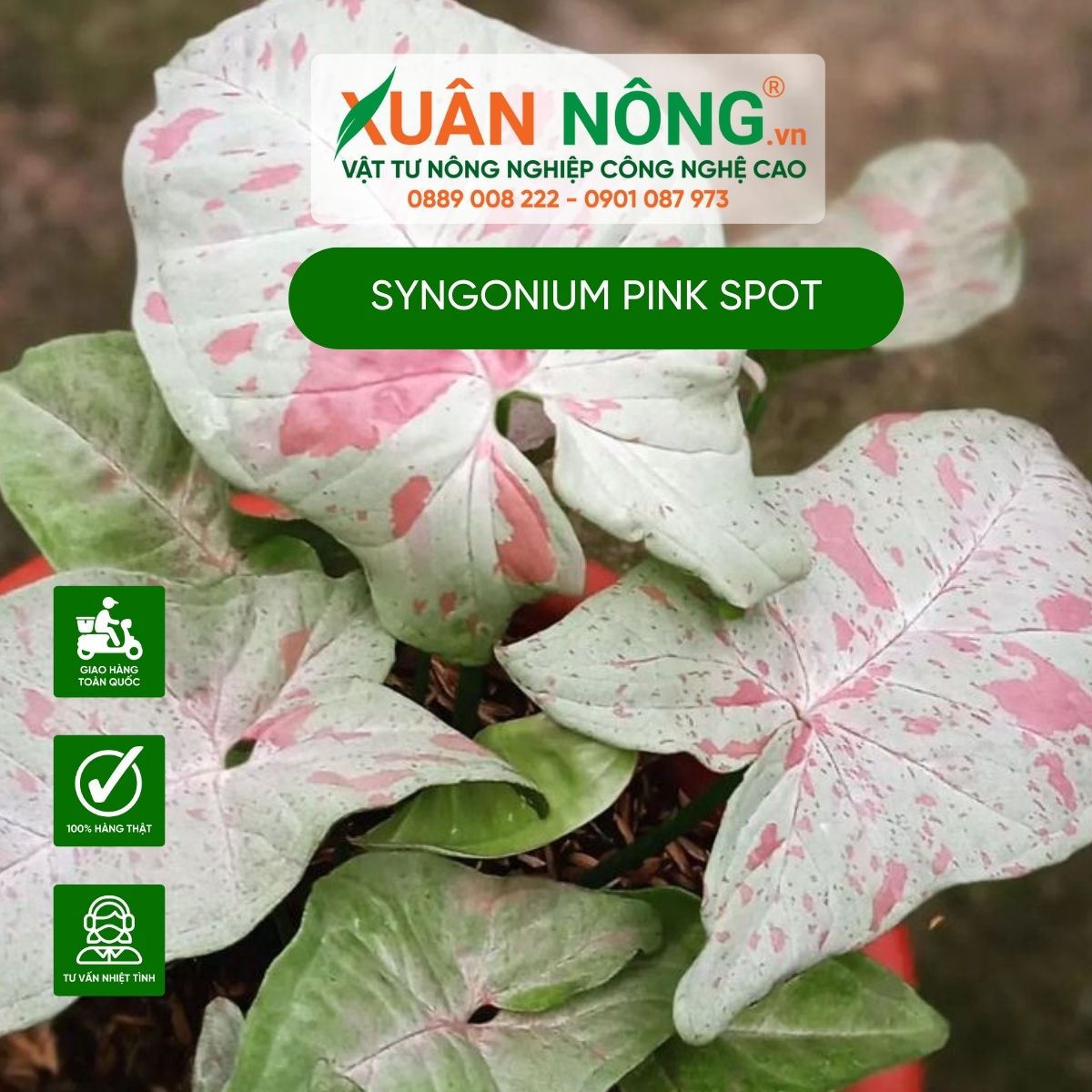 cach-trong-Syngonium-Pink-Spot