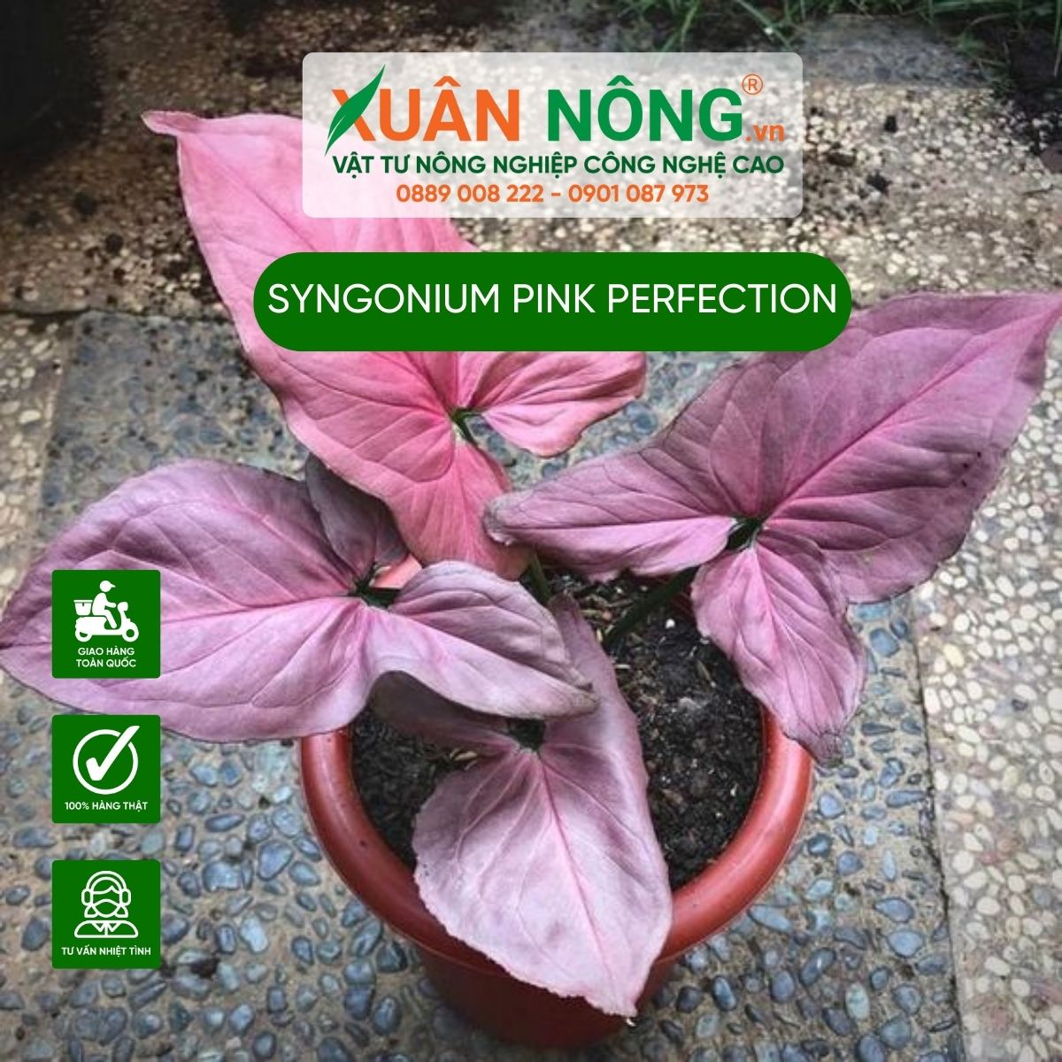 cach-trong-Syngonium-Pink-perfection