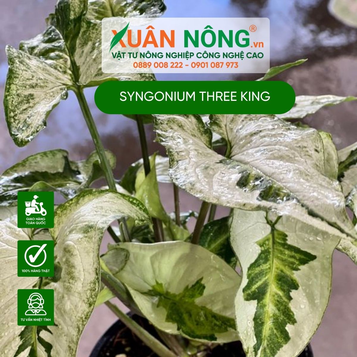 cach-trong-Syngonium-Three-king