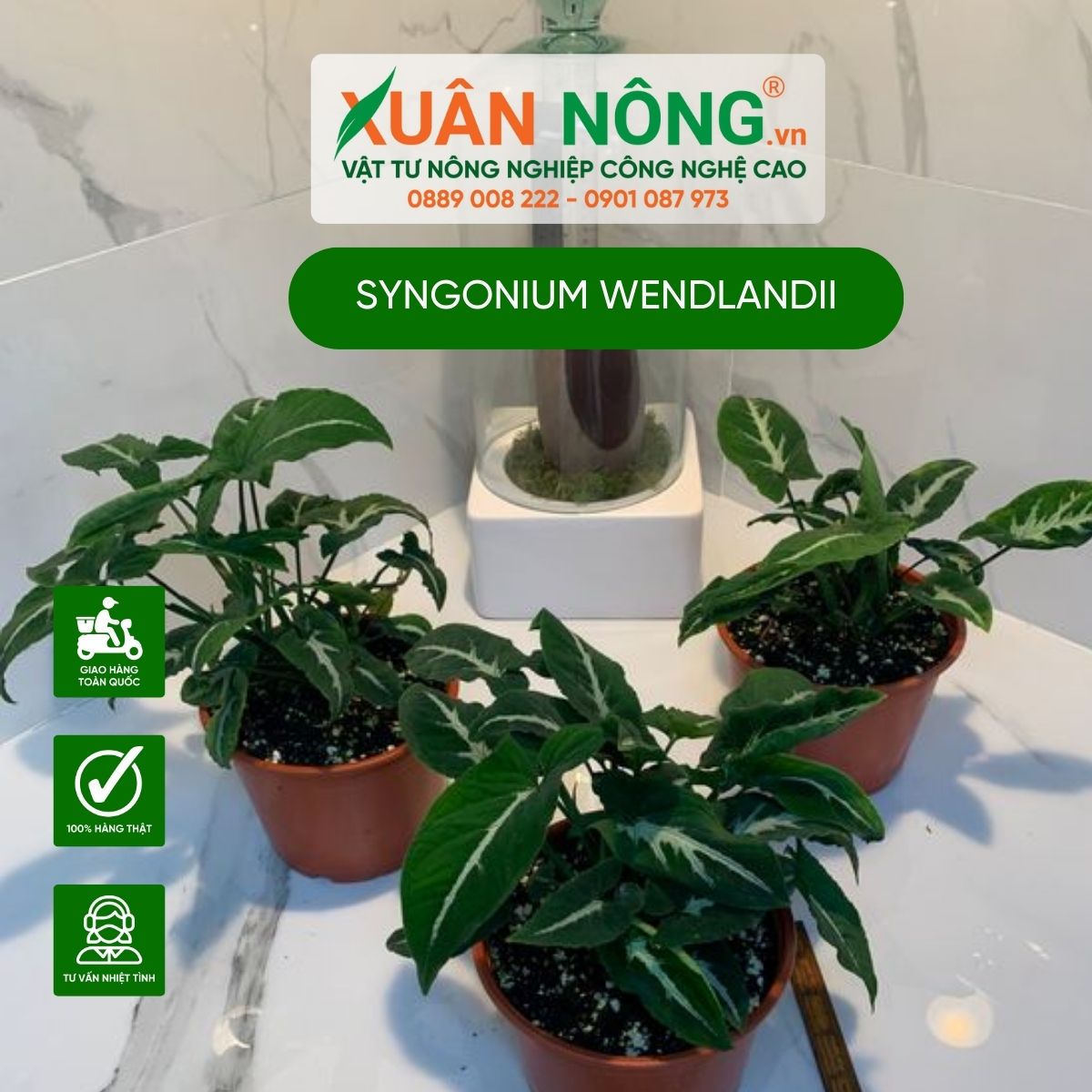 cach-trong-Syngonium-Wendlandii