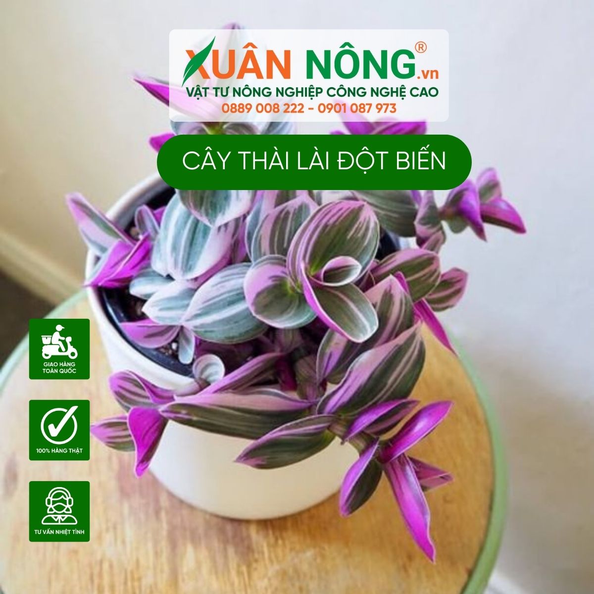 cach-trong-Tradescantia-albiflora-Nanouk