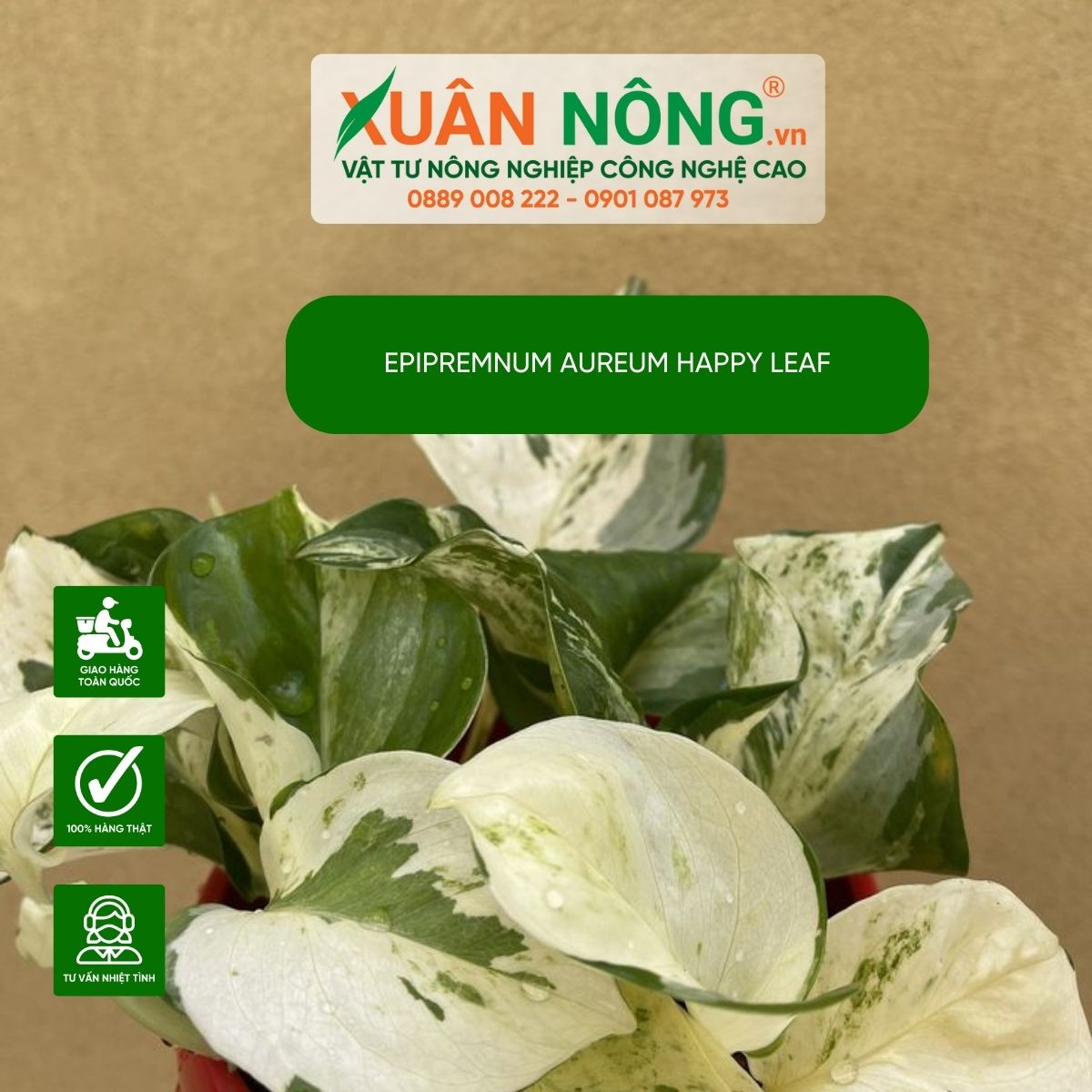 cach-trong-aureum-Happy-Leaf