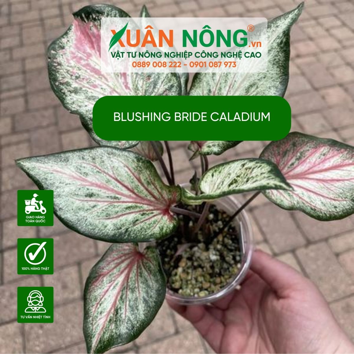 cach-trong-cay-Blushing-Bride-Caladium