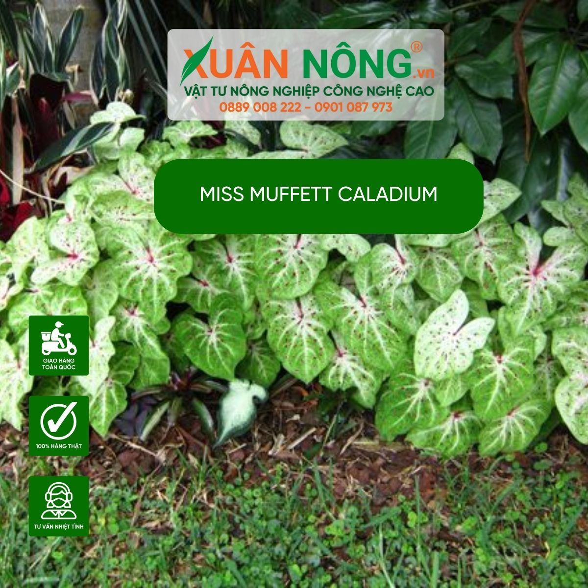 cach-trong-cay-Miss-Muffett-Caladium