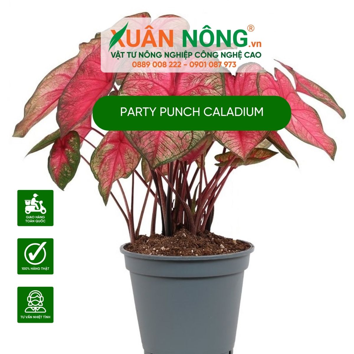 cach-trong-cay-Party-Punch-Caladium