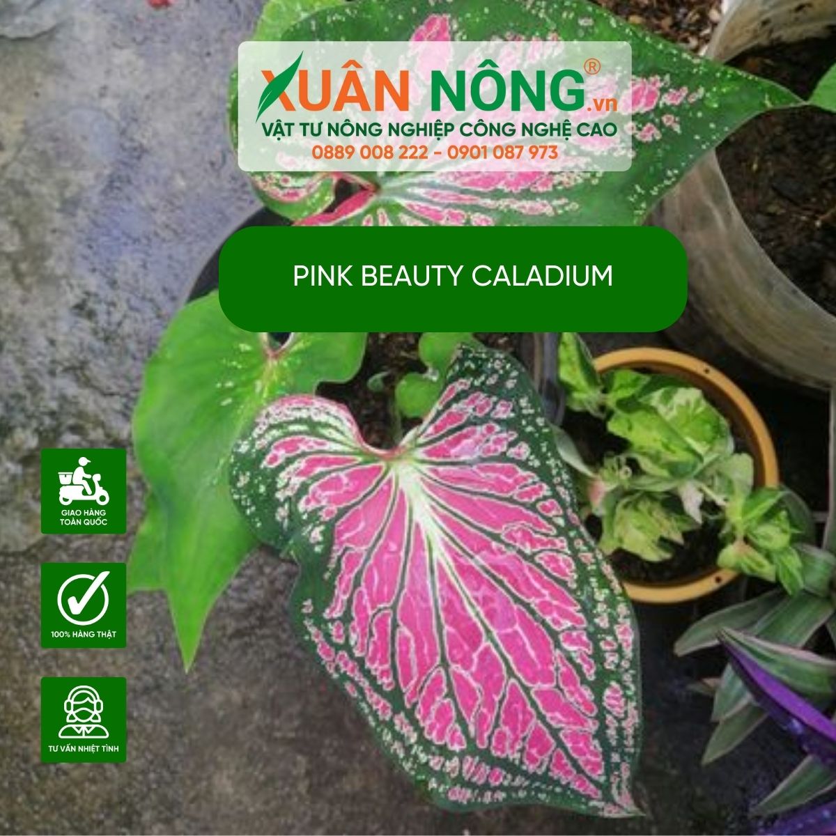 cach-trong-cay-Pink-Beauty-Caladium