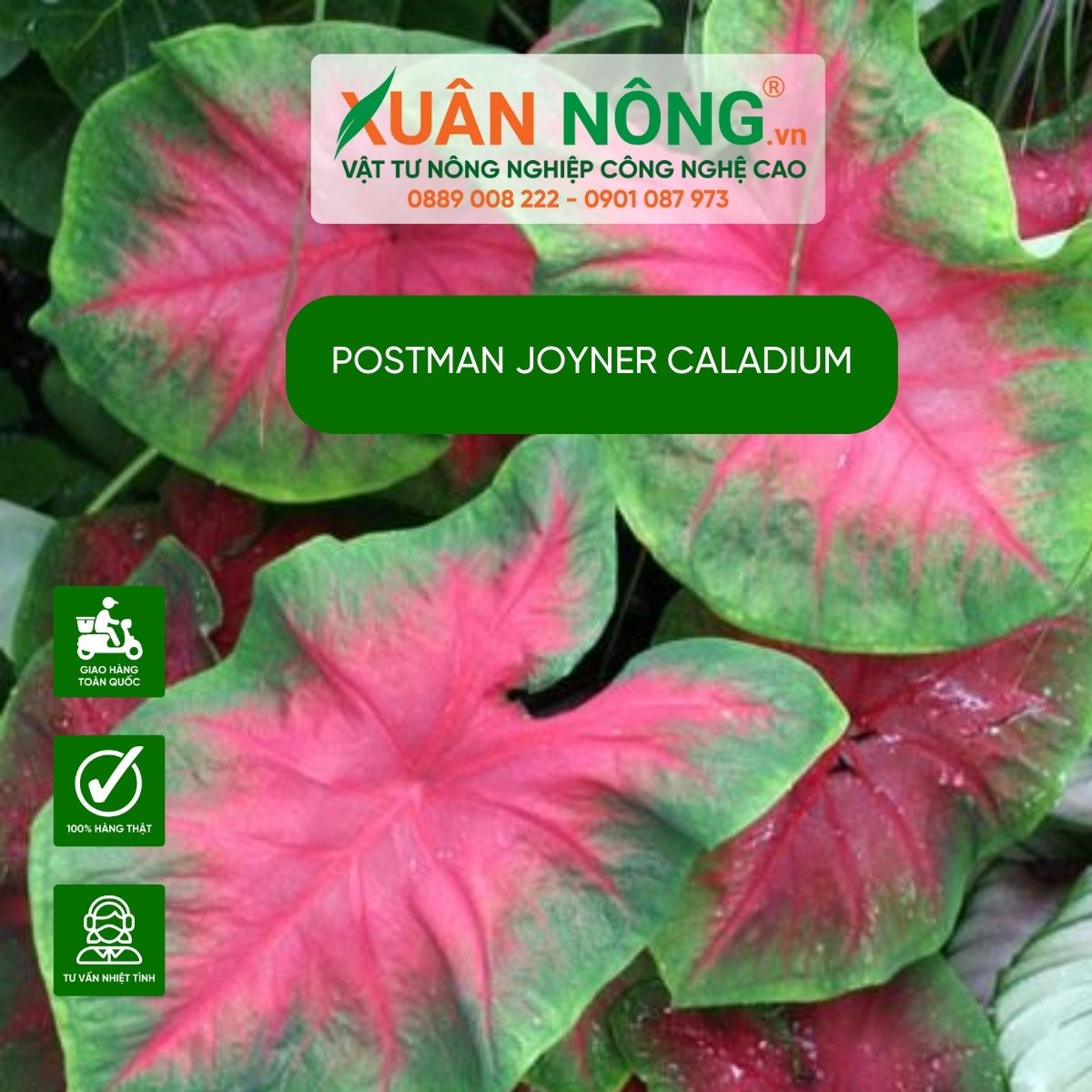 cach-trong-cay-Postman-Joyner-Caladium