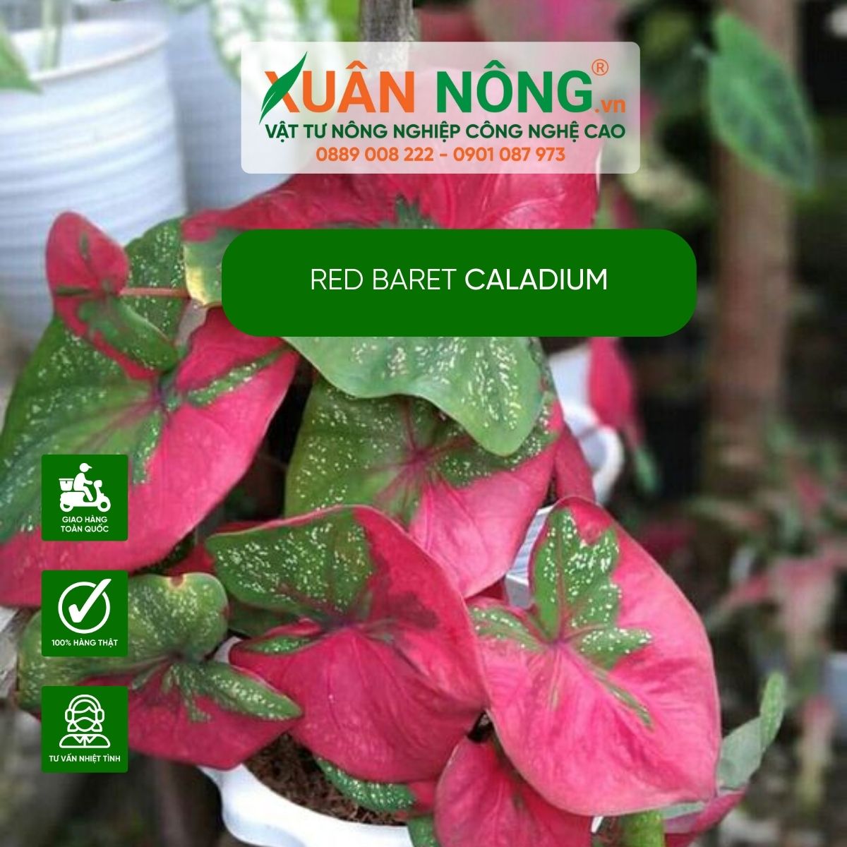 cach-trong-cay-Red-baret-Caladium