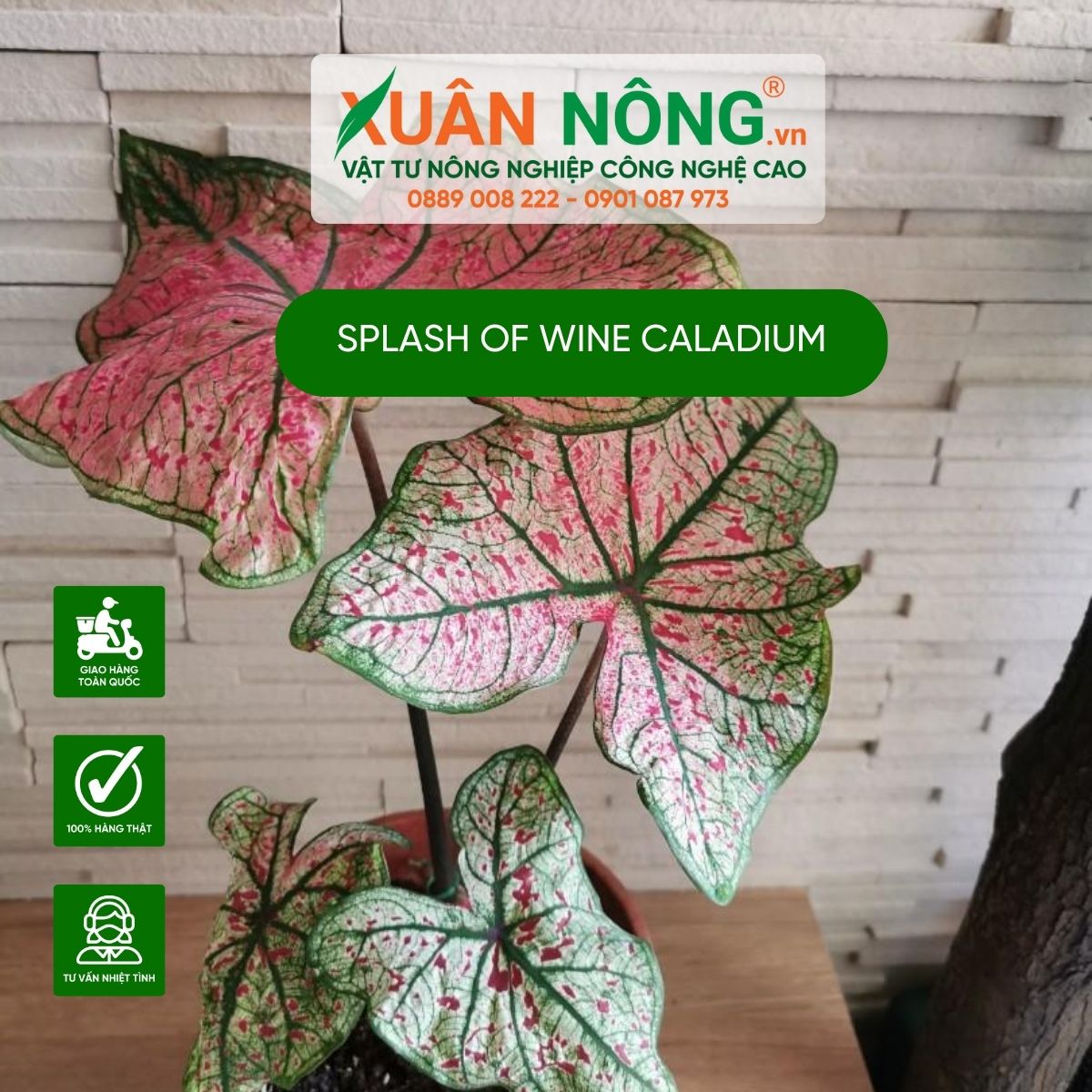 cach-trong-cay-Splash-of-Wine-Caladium