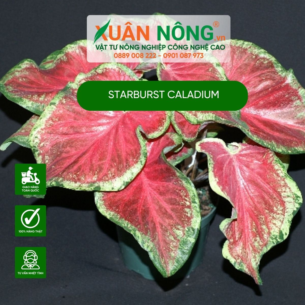 cach-trong-cay-Starburst-Caladium