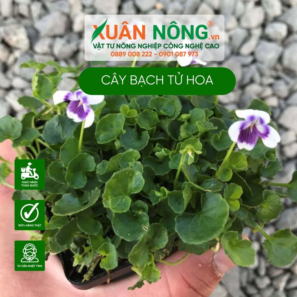 cach-trong-cay-Viola-hederacea-Native-Violet