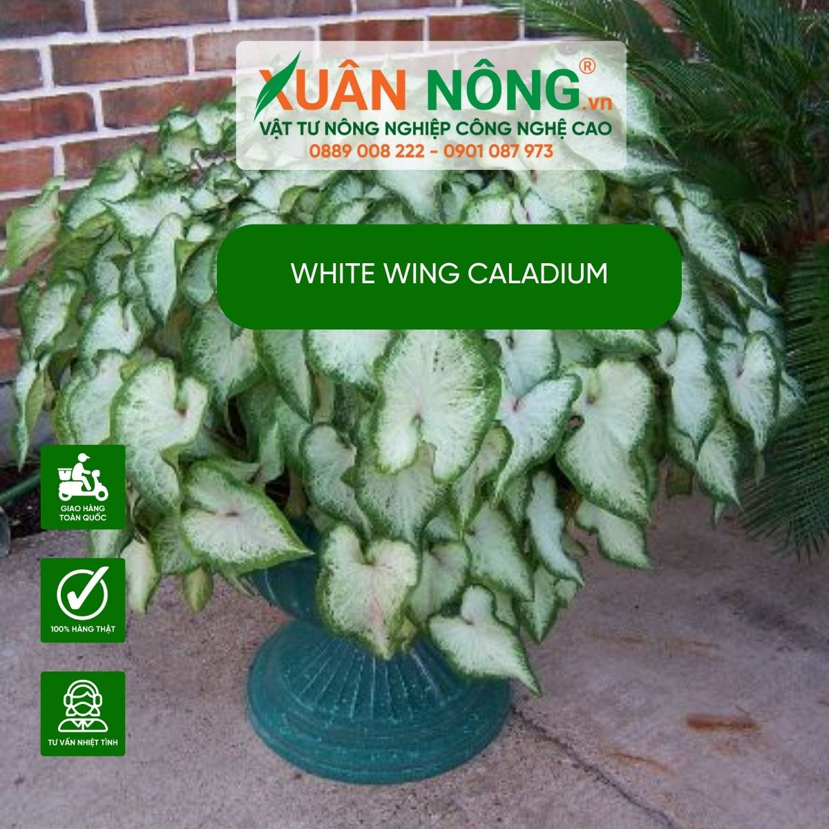 cach-trong-cay-White-Wing-Caladium