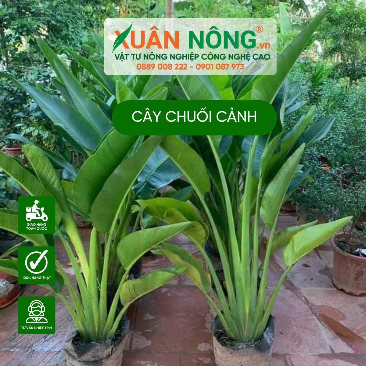 cach-trong-cay-chuoi-canh