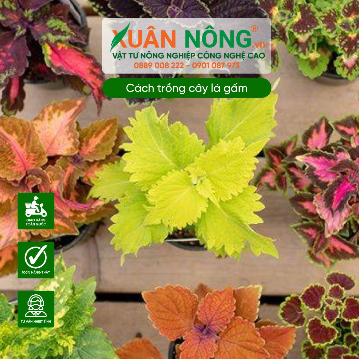 Trồng cây lá gấm tại nhà