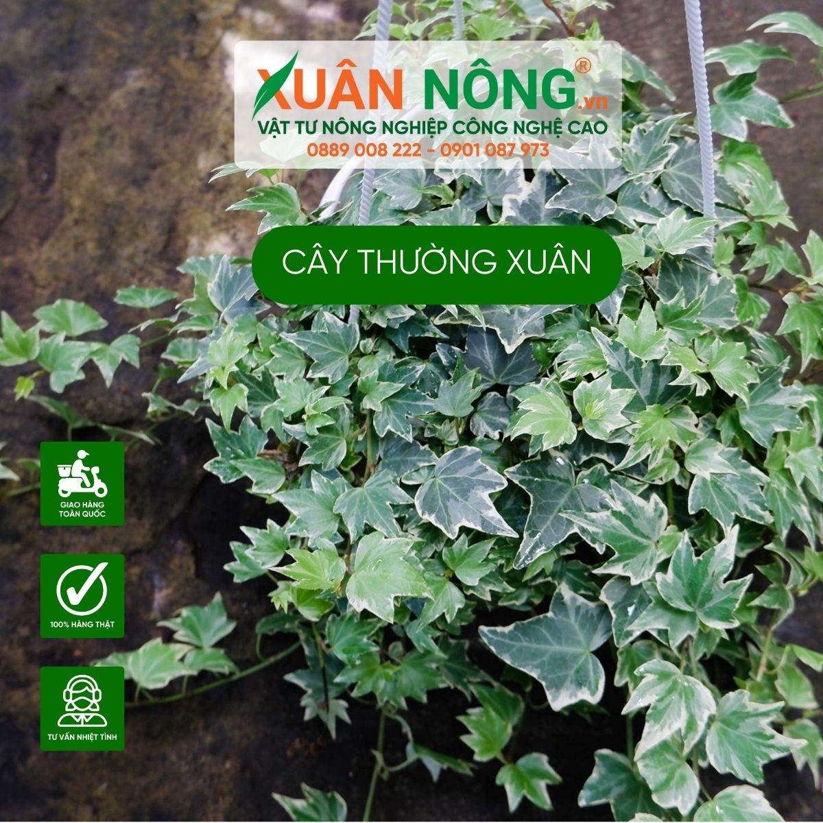 cach-trong-cham-soc-cay-thuong-xuan