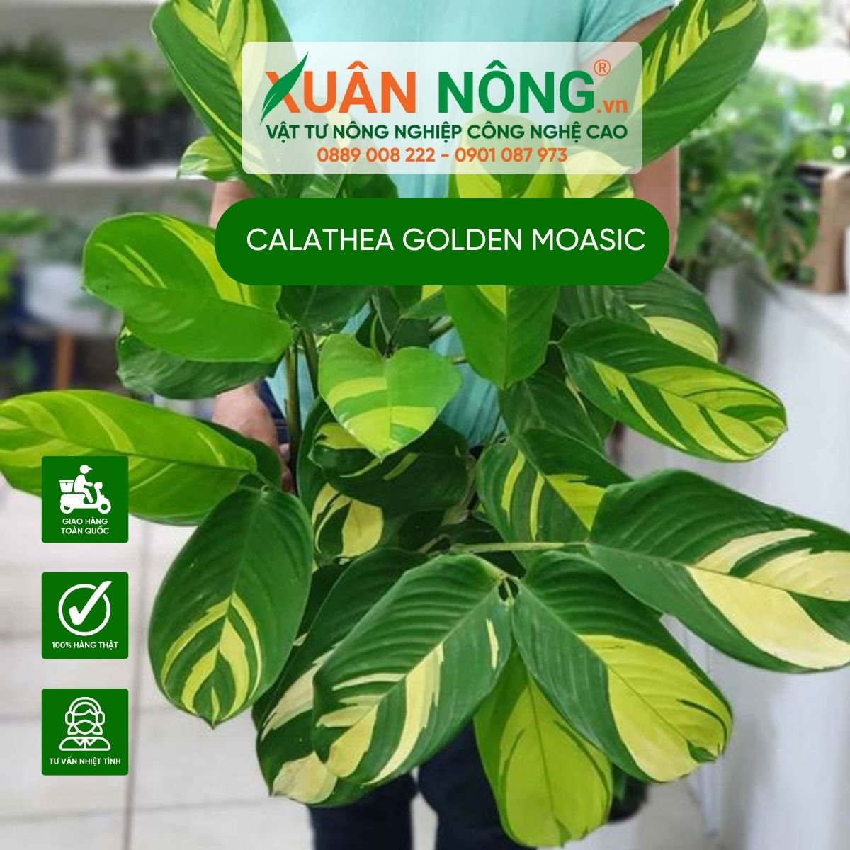 Cách trồng cây đuôi công sọc vàng - Calathea Golden Mosaic