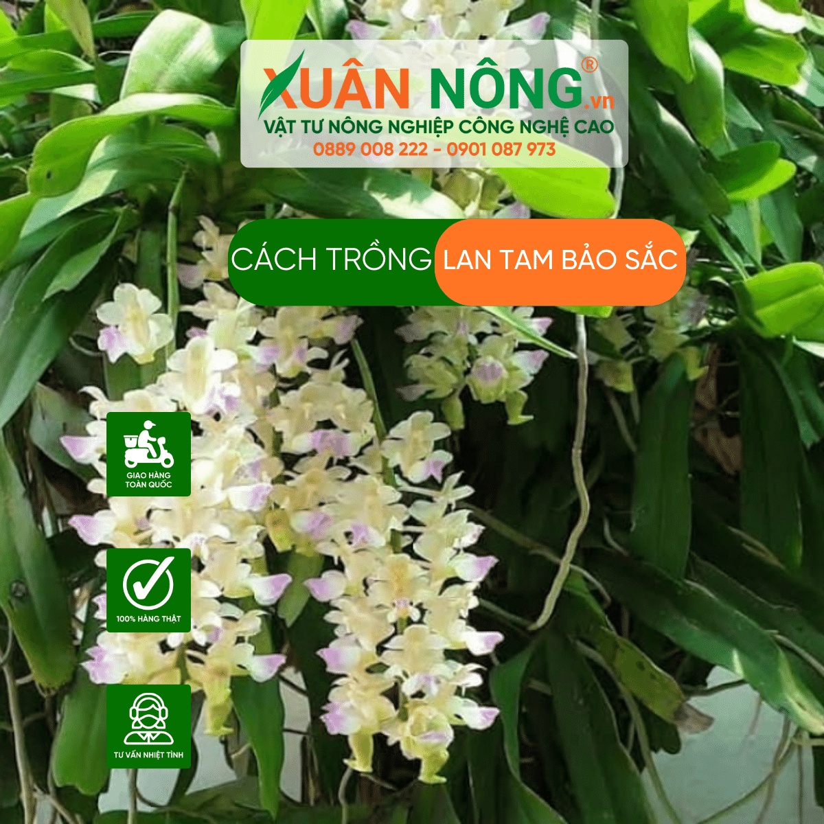 cach-trong-hoa-lan- tam-bao-sac 