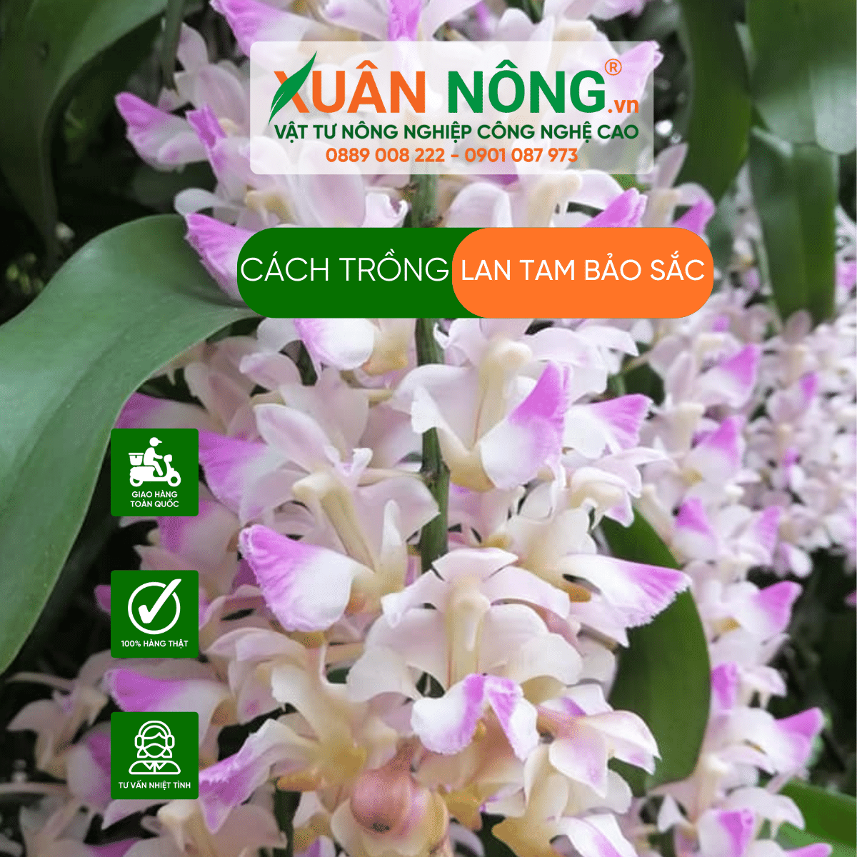 cach-trong-hoa-lan-tam- bao-sac 