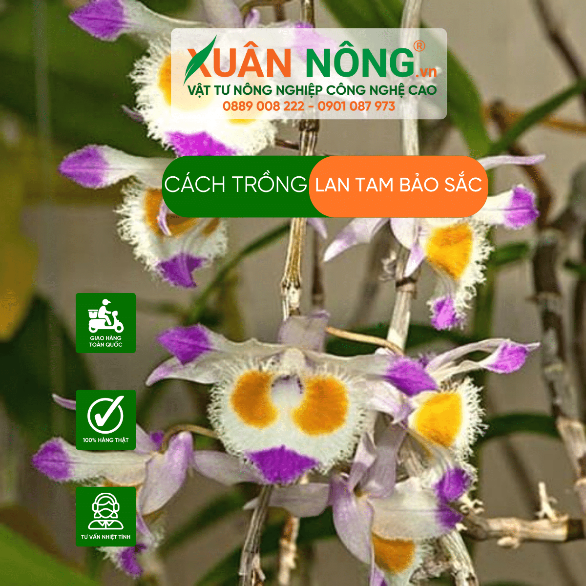 cach-trong-hoa-lan-tam-bao-sac 