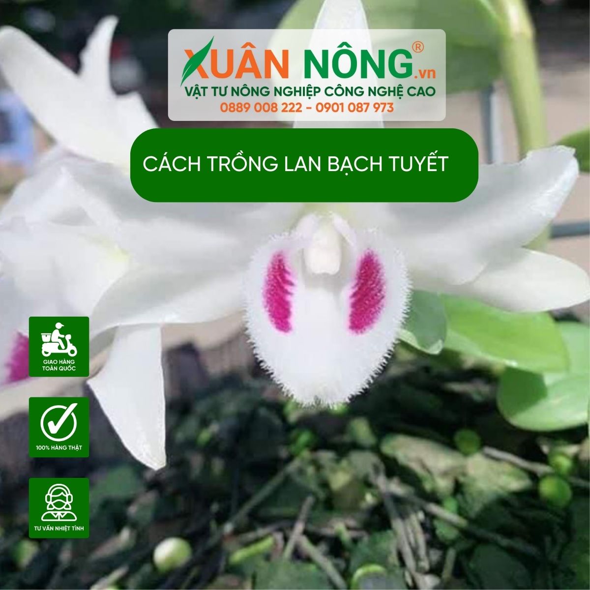 cach-trong-lan-bach-tuyet-nang-suat-cao