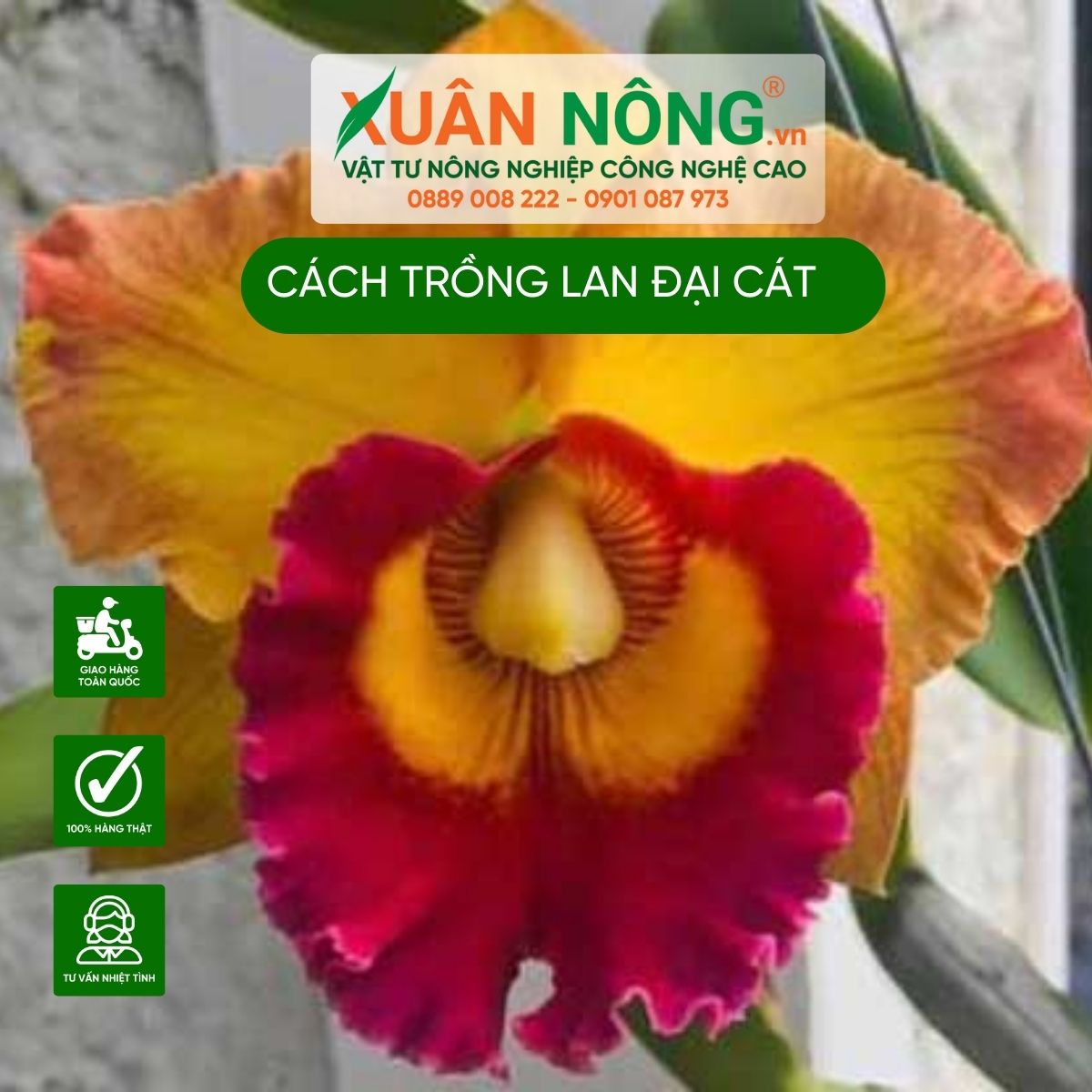 cach-trong-lan-dai-cat-nang-suat-cao