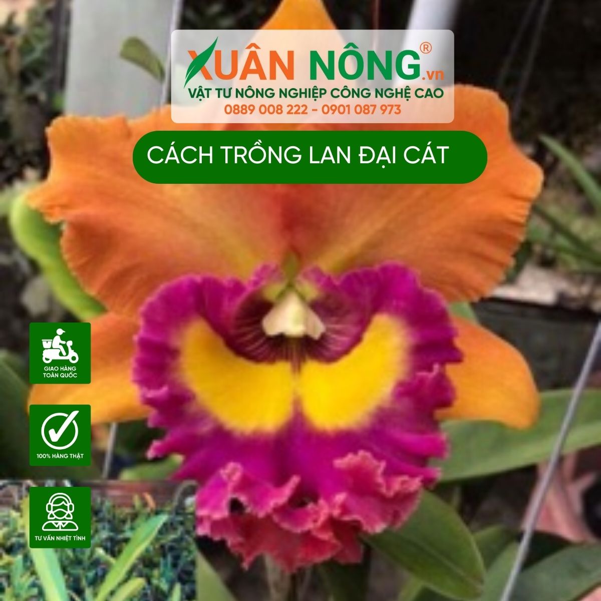 cach-trong-lan-dai-cat