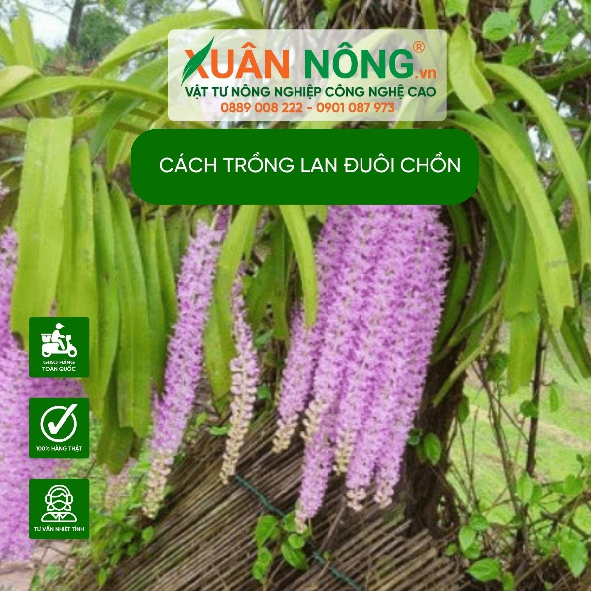 cach-trong-lan-duoi-chon-nang-suat-cao