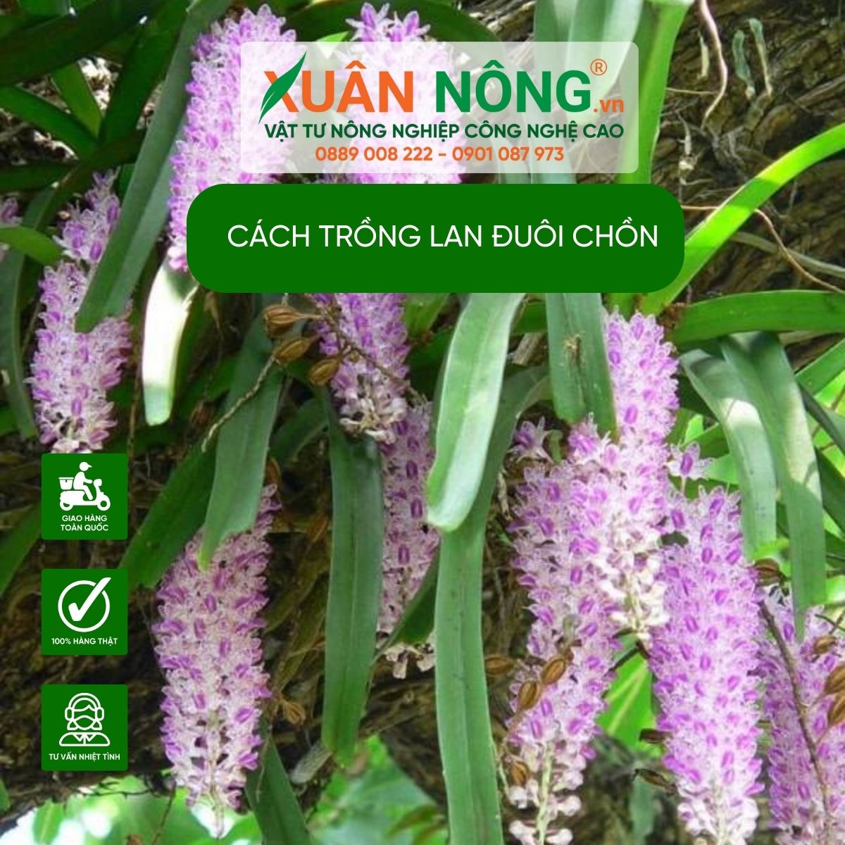 cach-trong-lan-duoi-chon-nang-suat