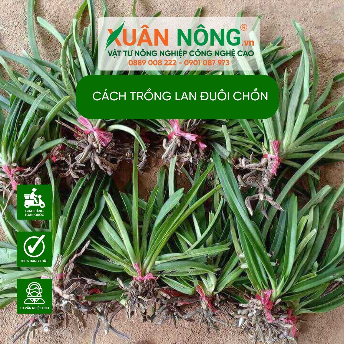 cach-trong-lan-duoi-chon 