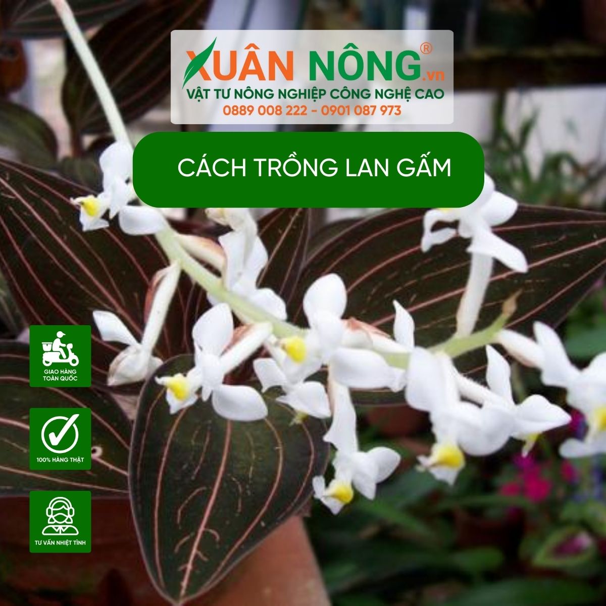 cach-trong-lan-gam